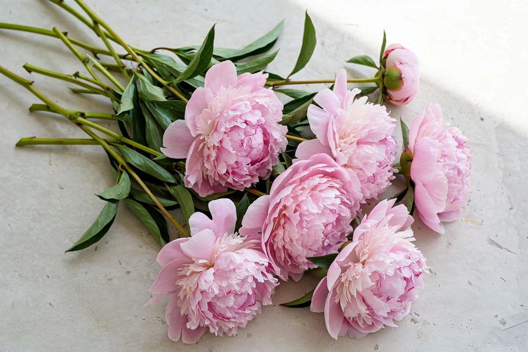 PEONY SARAH BERNHARD SUPERS 40cm - 60 Stems