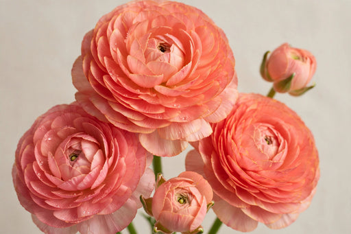 Ranunculus Flower Collection - Romance Ranunculus Nohant Coral 50-60CM (120 STEMS / BX)
