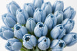 Tulip Collective - Dyed Frost Blue 37Cm 35Gr - Blue - 150 Stems