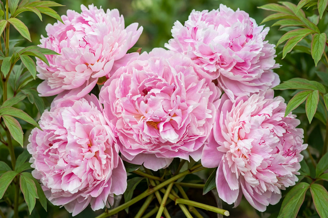 PEONY SARAH BERNHARDT 50cm - Pink - 100 Stems