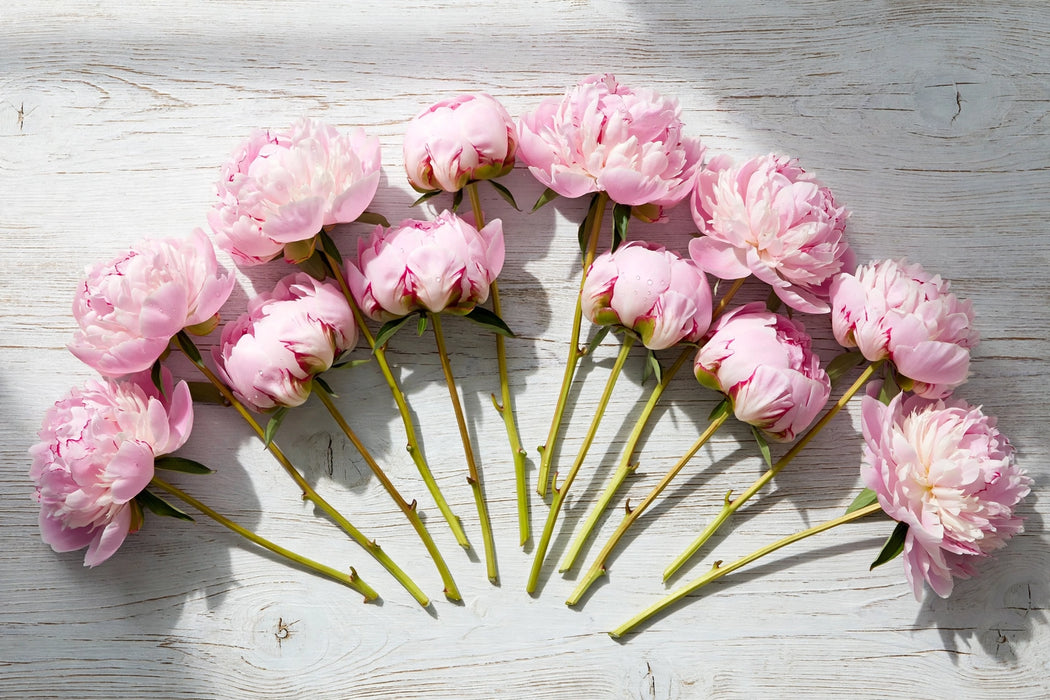 PEONY SARAH BERNHARDT 55cm - 60 Stems