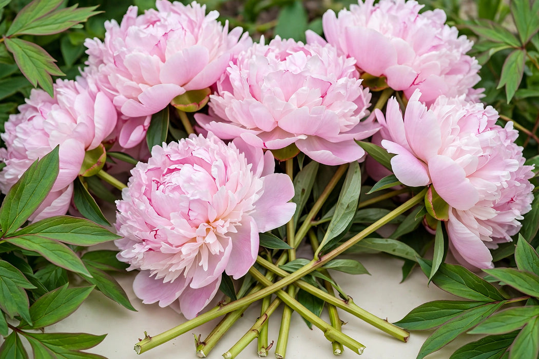 PEONY SARAH BERNHARDT LT PINK 50cm - Light Pink - 100 Stems