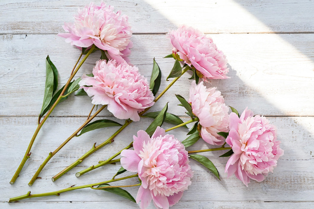 PEONY SARAH BERNHARDT LT PINK 55cm - Light Pink - 100 Stems