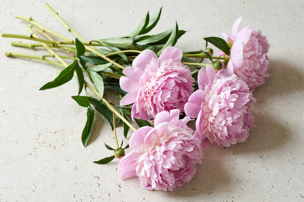PEONY SARAH BERNHARDT PINK 50cm - Pink - 100 Stems