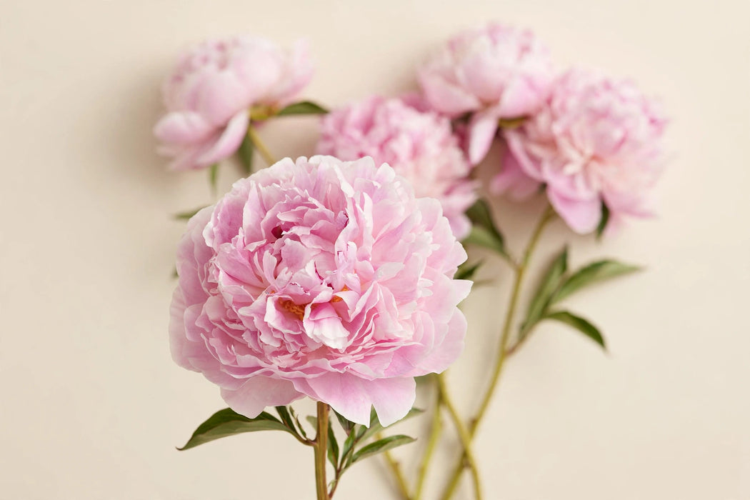 PEONY SARAH SUPER GRADE 60cm - 60 Stems