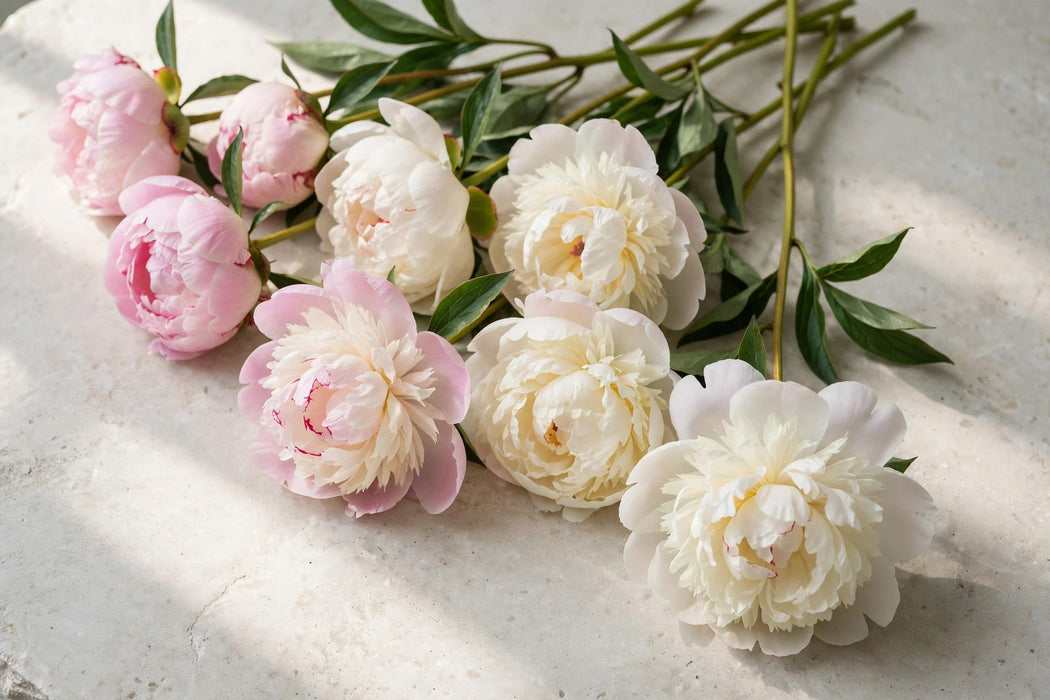 PEONY SHIRLEY TEMPLE - Blush - 100 Stems