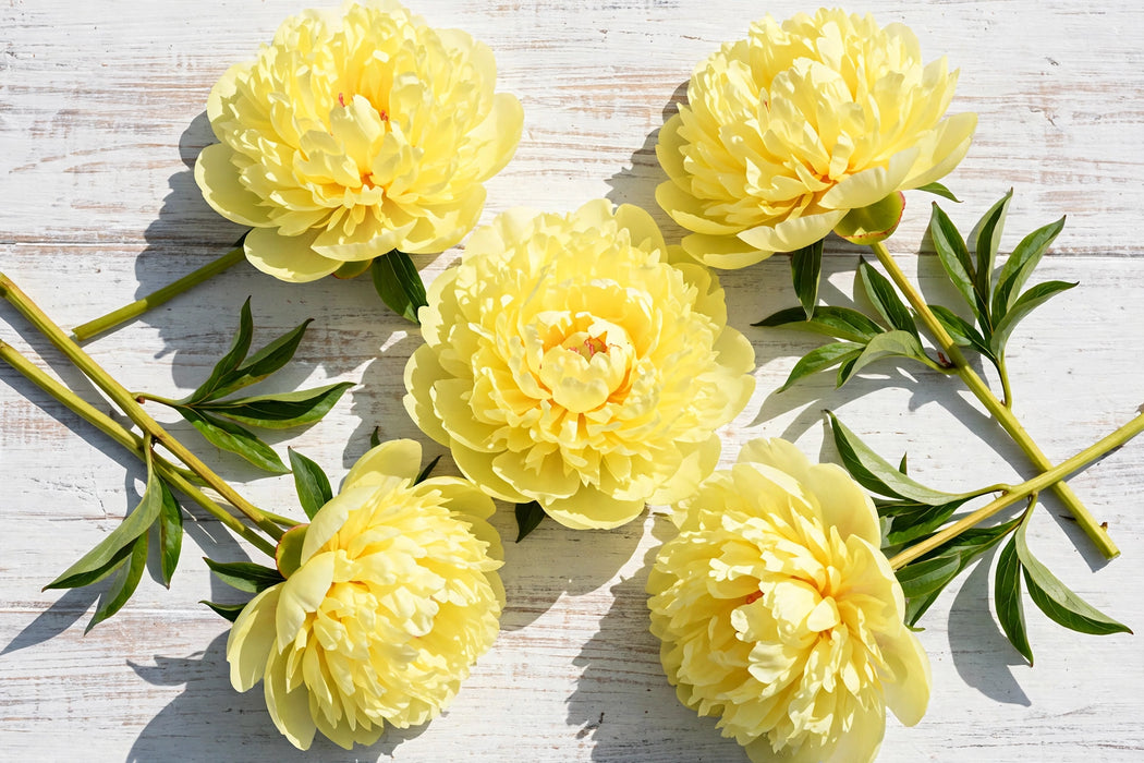 PEONY SUNNY GIRL - Yellow - 100 Stems