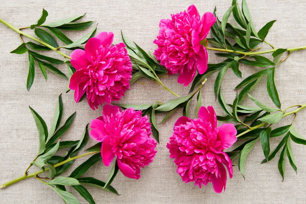 PEONY TORCH SONG / HOT PINK 50-60cm - Hot Pink - 100 Stems