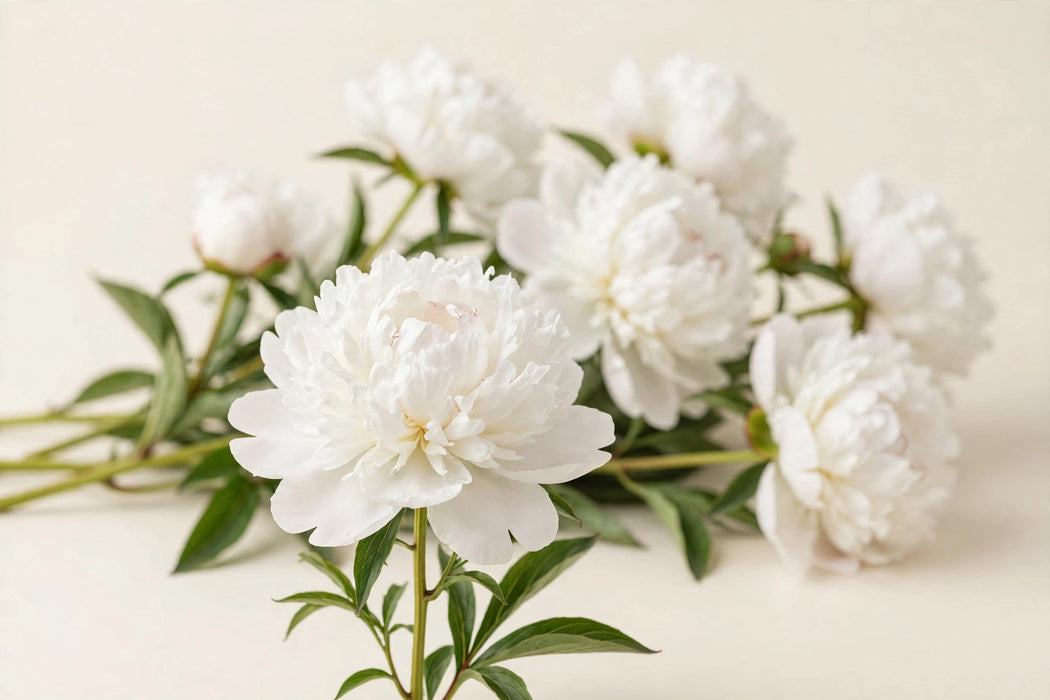 PEONY WHITE CHARLE'S WHITE 50-60cm - White - 100 Stems