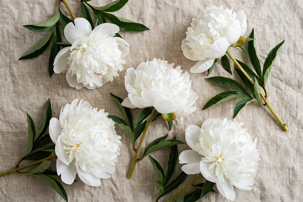 PEONY WHITE CLAUDE TAIN 50cm - White - 60 Stems