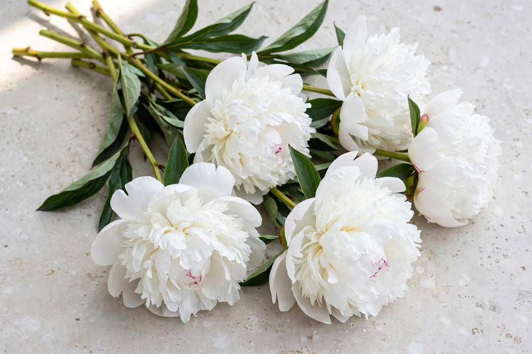 PEONY WHITE CLAUDE TAIN 55cm - White - 60 Stems