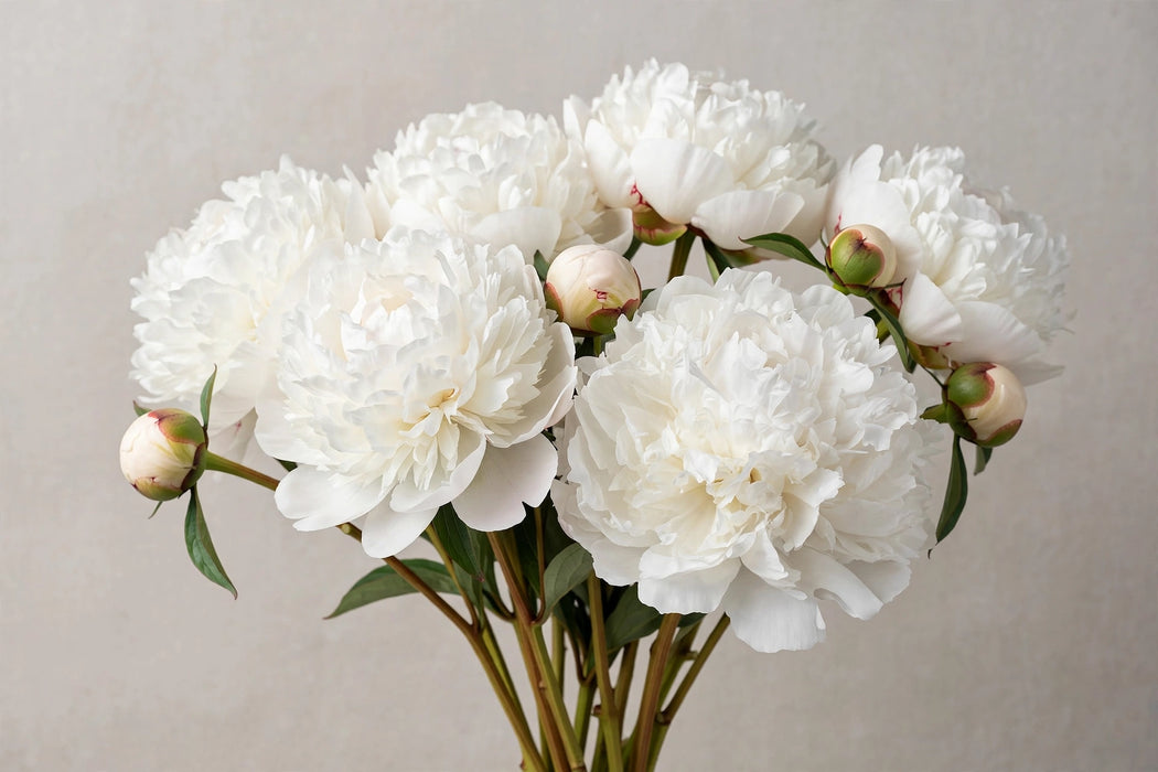 PEONY WHITE DR BRETHOUR 55cm - White - 60 Stems