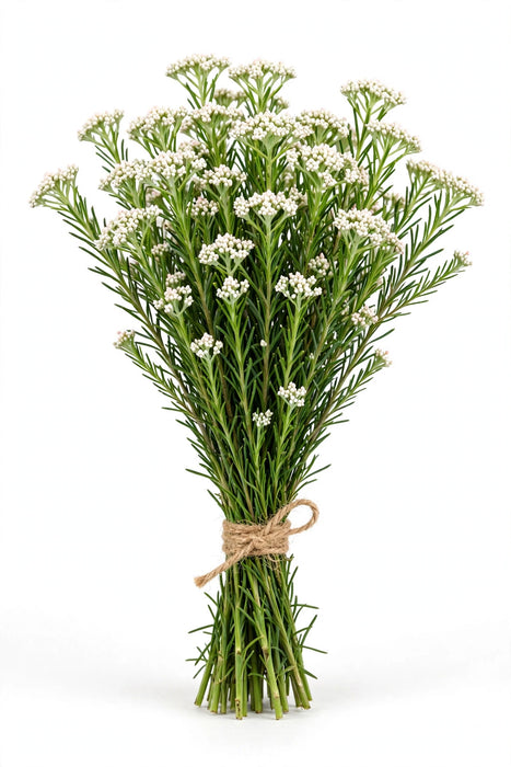 Rice Flower White 50cm - 15 Bunches/Box