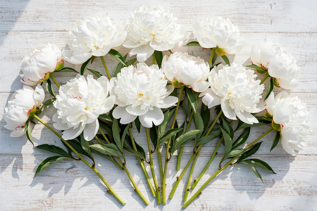PEONY WHITE POOL 55cm - White - 100 Stems