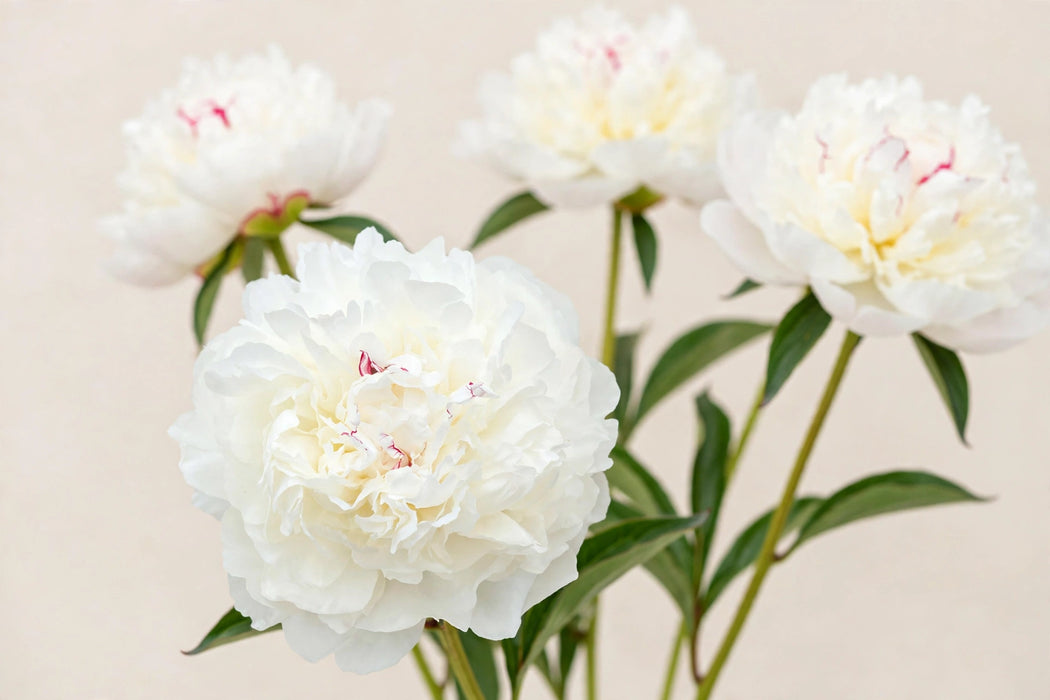 PEONY WHITE POOL EXTRA WHITE 60cm - White - 60 Stems