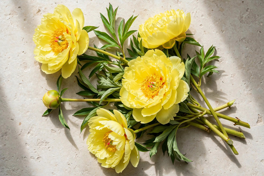 PEONY YELLOW BARTZELLA 50-60cm - Yellow - 60 Stems
