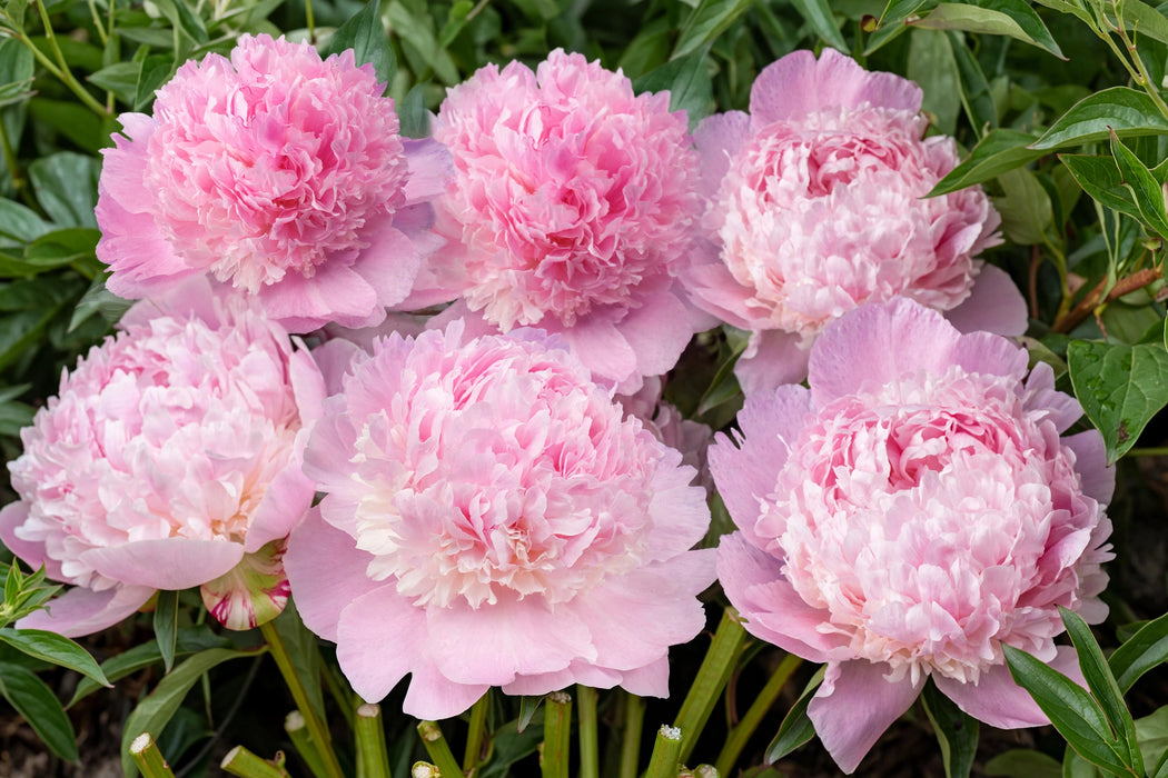 STM PEONIES PINK ANGEL CHEEKS 60cm - Pink - 60 Stems