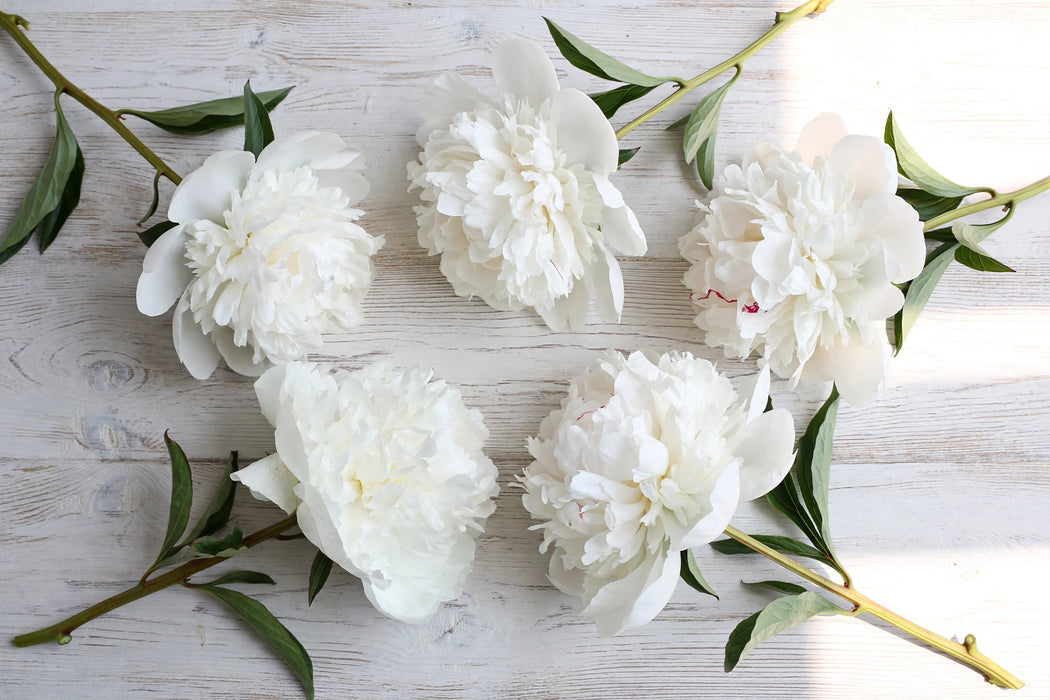 STM PEONIES WHITE CLAUDE TAIN 50cm - White - 60 Stems