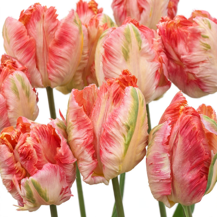 Tulip Collective - Parrot Apricot Parrot 42Cm 36Gram - Salmon - 150 Stems