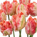Tulip Collective - Parrot Apricot Parrot 42Cm 36Gram - Salmon - 150 Stems