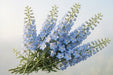 Next Day Delivery - DELPHINIUM EL DEWI BOY 100cm 5st - Light Blue - 60 Stems [Limited]
