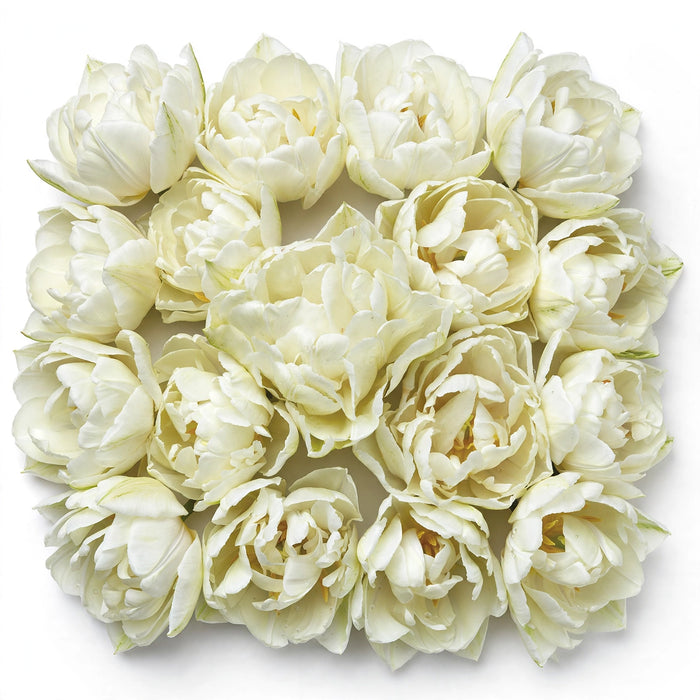 Tulip Collective - Double Northcap 37Cm 35Gr - White - 150 Stems