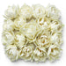Tulip Collective - Double Northcap 37Cm 35Gr - White - 150 Stems