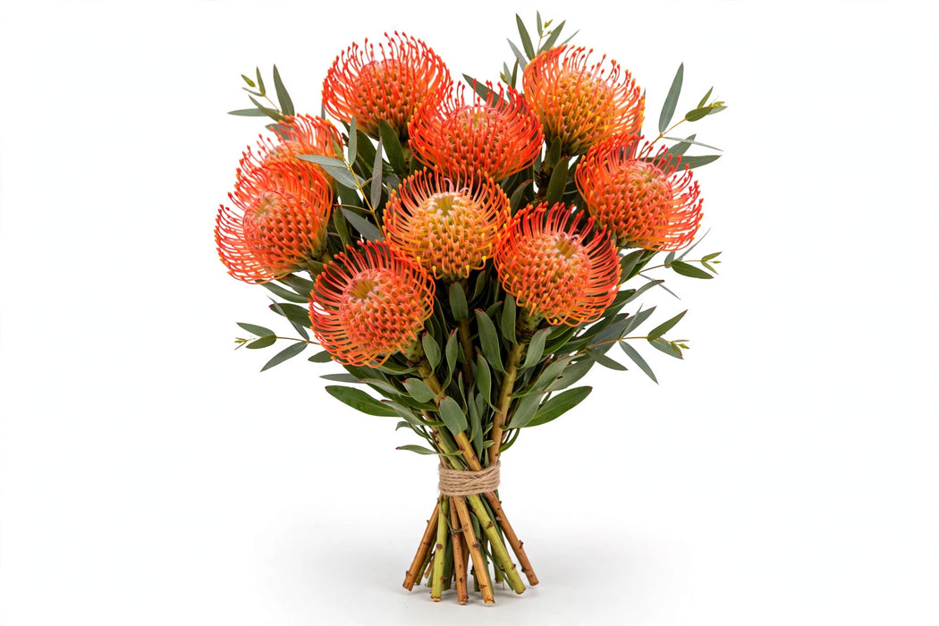 Pincushions Tiara 50cm - 50 Stems/Box