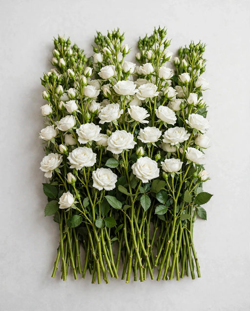 Spray Roses Snow Flake 50cm 120ST/BX