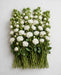 Spray Roses Snow Flake 50cm 120ST/BX