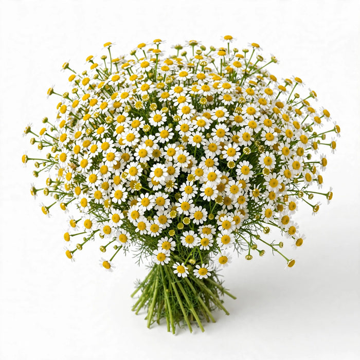 Next Day Delivery - MATRICARIA RECUTITA 60cm 10st - White - 100 Stems [LIMITED]