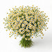 Next Day Delivery - MATRICARIA RECUTITA 60cm 10st - White - 100 Stems [LIMITED]