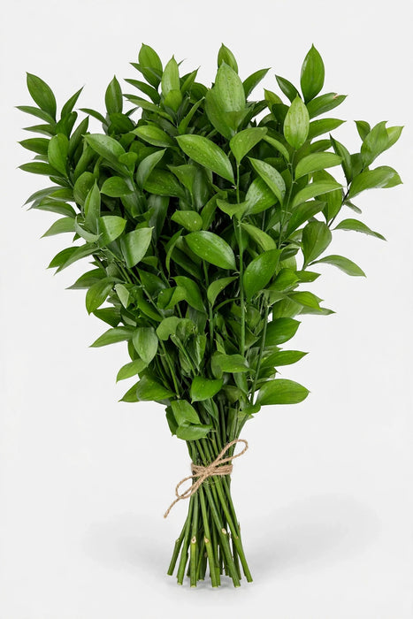 Ruscus Fl. Style 50cm - 100 Bunches/Box