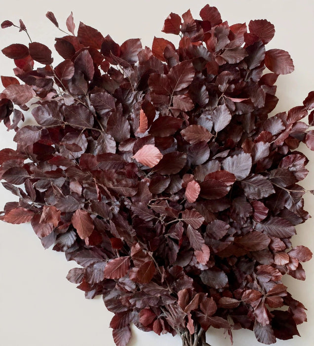 Italian Preserved - Copperbeech Burgundy - 20 Bunches / Box (Mix & Match)
