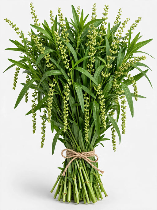 Rumex Green 60CM 15BU/BX