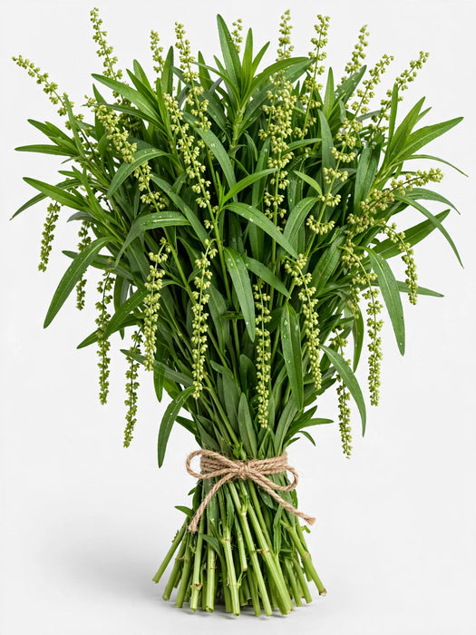 Rumex Green 60CM 15BU/BX