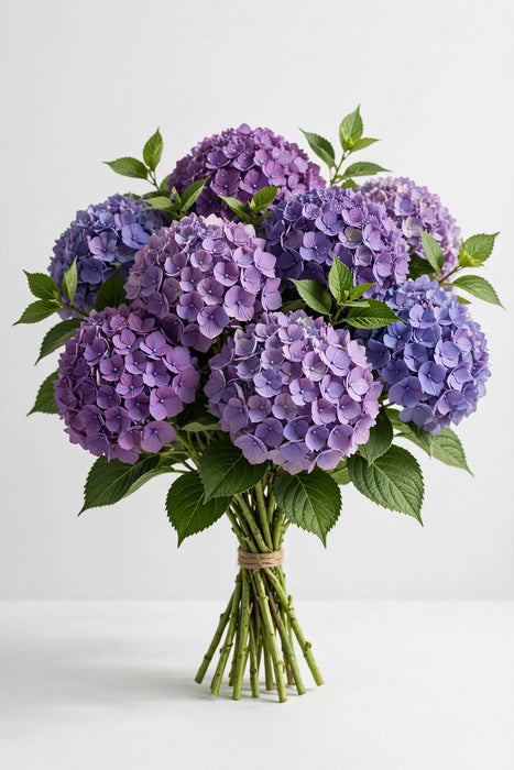 Next Day Delivery - HYDRANGEA SEXY PURPLE SELECT 60cm 18cm - Purple - 32 Stems [LIMITED]