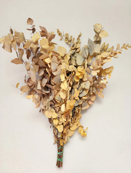 Euc Stuartinia Yellow - 20 Bunches / Box (Mix & Match)