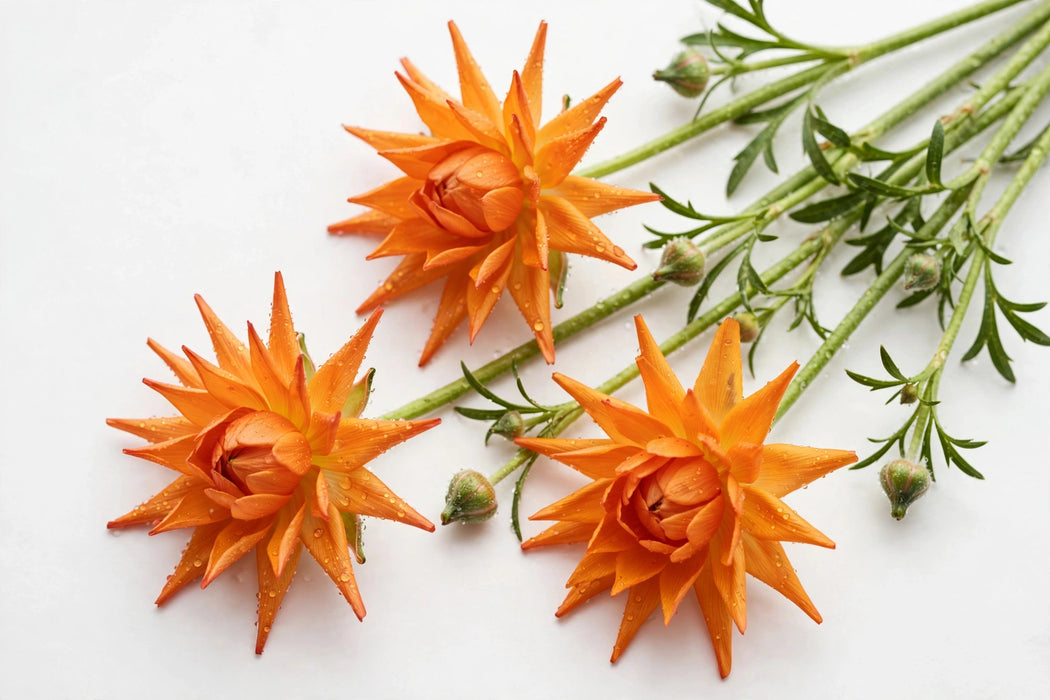 Ranunculus Flower Collection - Butterfly Ranunculus Charis Orange 50-60CM (120 STEMS / BX)