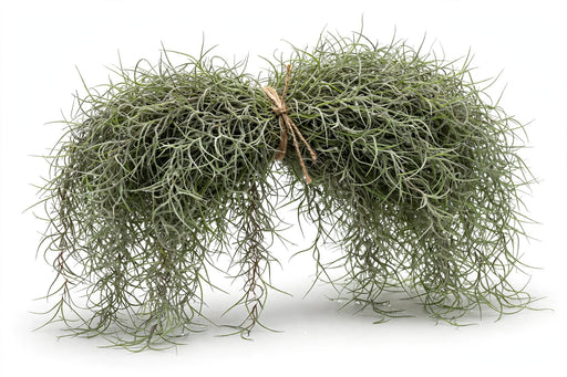 Moss Spanish