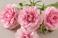 Ranunculus Flower Collection - Butterfly Ranunculus Hera Pink 60-70CM (120 STEMS / BX)