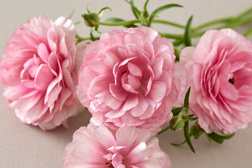 Ranunculus Flower Collection - Butterfly Ranunculus Hera Pink 60-70CM (120 STEMS / BX)