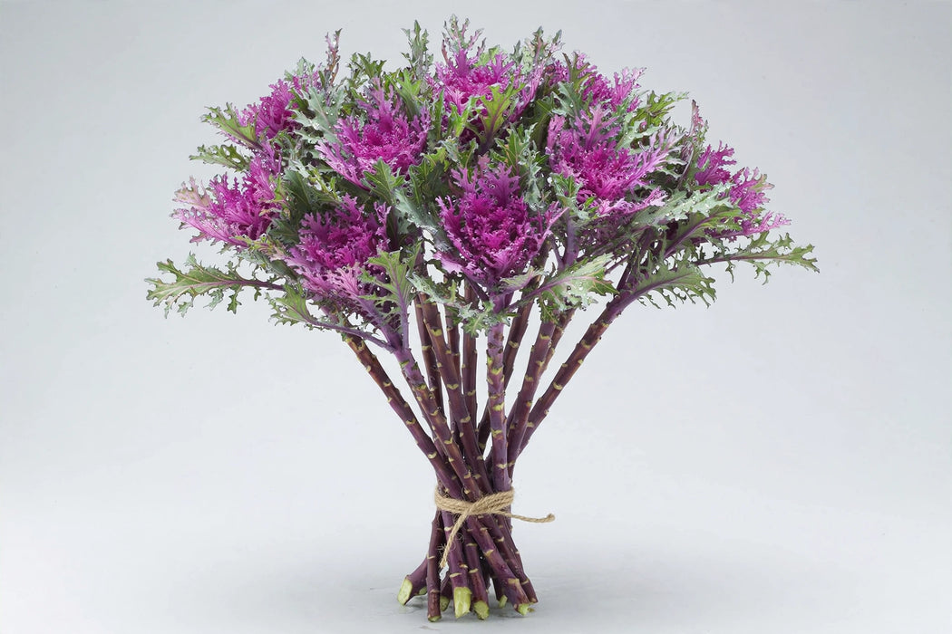 Kale Purple Feather Queen 50ST/BX