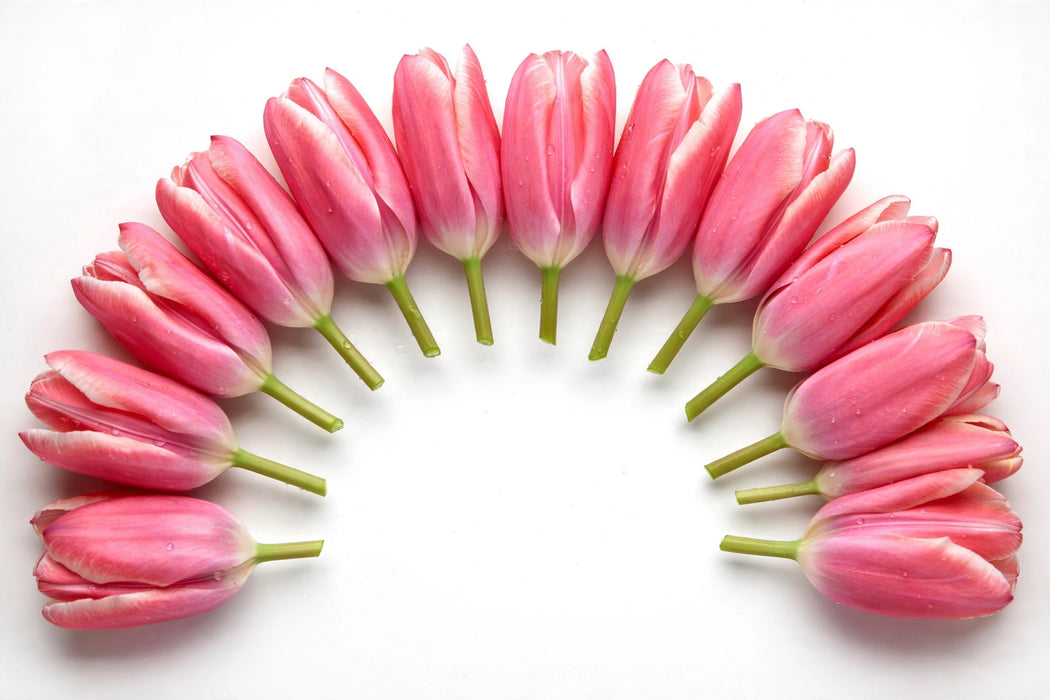 Tulip Collective - Carola 37Cm 35Gr - Pink - 150 Stems