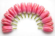 Tulip Collective - Carola 37Cm 35Gr - Pink - 150 Stems