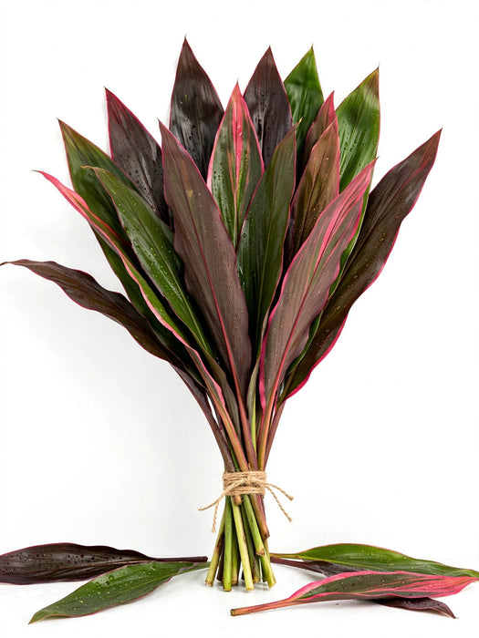 TI Leaves Assorted 10BU/BX