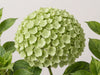 Hydrangea Classic My Matcha 60CM 18CM - Light Green - 30 Stems