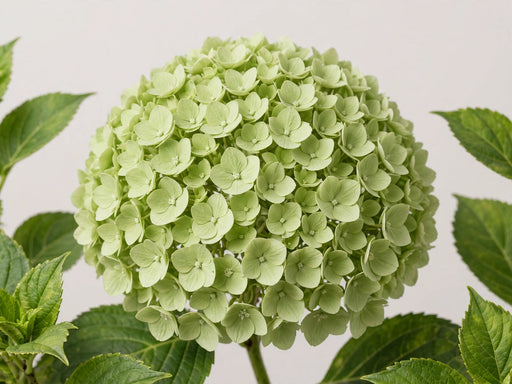 Hydrangea Classic My Matcha 60CM 18CM - Light Green - 30 Stems