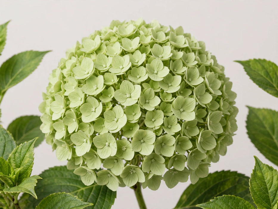 Hydrangea Classic My Matcha 60CM 18CM - Light Green - 30 Stems