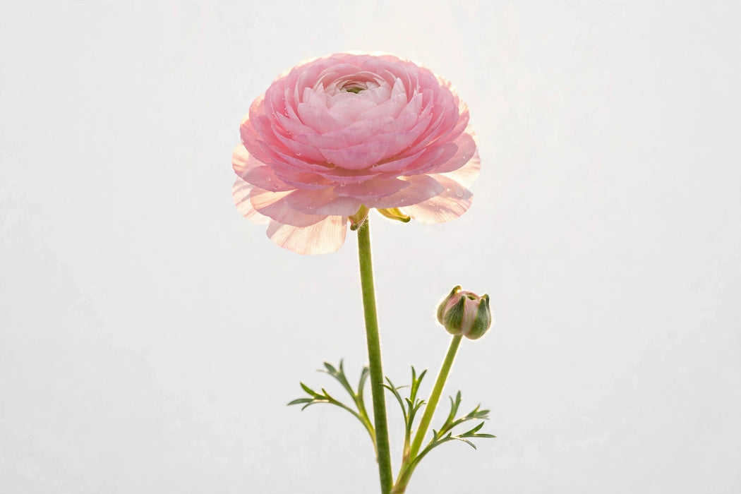 Ranunculus Flower Collection - Butterfly Ranunculus Europe Pink 50-60CM (120 STEMS / BX)